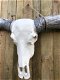 Super grote longhorn stierenschedel-ivoor-zwart-stier - 7 - Thumbnail