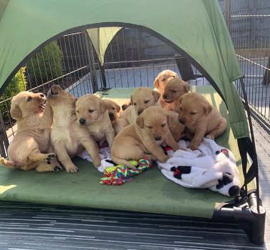 Schattige Labrador Retriever-puppy's beschikbaar - 0
