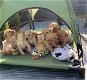 Schattige Labrador Retriever-puppy's beschikbaar - 0 - Thumbnail