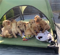 Schattige Labrador Retriever-puppy's beschikbaar