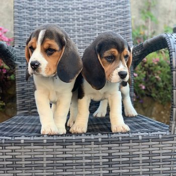 Mooie Beagle-puppy's klaar - 0
