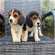 Mooie Beagle-puppy's klaar - 0 - Thumbnail