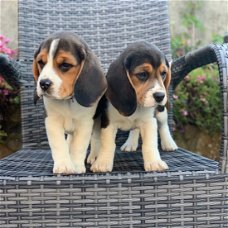 Mooie Beagle-puppy's klaar