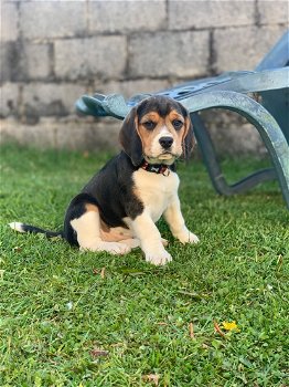 Mooie Beagle-puppy's klaar - 1