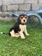 Mooie Beagle-puppy's klaar - 1 - Thumbnail