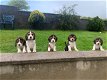 Mooie Beagle-puppy's klaar - 2 - Thumbnail