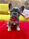 Franse Bulldog-puppy's beschikbaar - 0 - Thumbnail