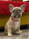 Franse Bulldog-puppy's beschikbaar - 2 - Thumbnail