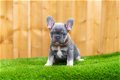 Franse Bulldog-puppy's beschikbaar - 3 - Thumbnail