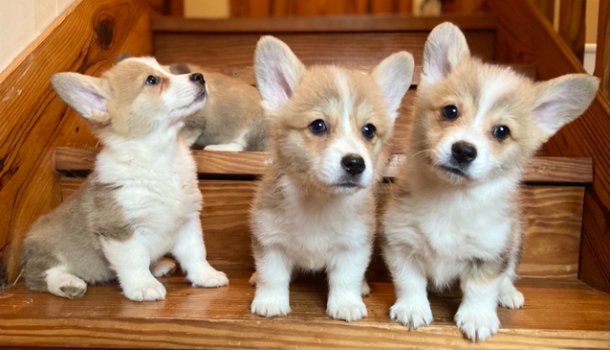 Welsh Corgi Pembroke-puppy's te koop - 0