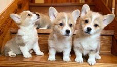 Welsh Corgi Pembroke-puppy's te koop