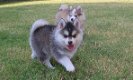 Siberian Husky - 0 - Thumbnail