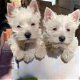 West Highland Terrier Pups - 0 - Thumbnail