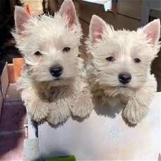 West Highland Terrier Pups