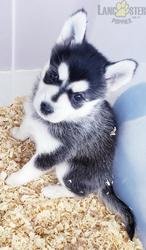 POMSKY PUPS - 0