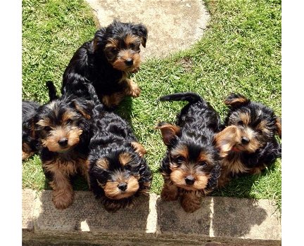 Schattige puppy's van Yorkshire Terrier - 0