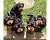 Schattige puppy's van Yorkshire Terrier - 0 - Thumbnail