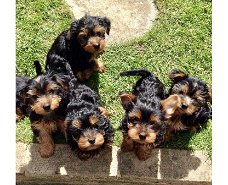 Schattige puppy's van Yorkshire Terrier