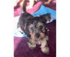 Schattige puppy's van Yorkshire Terrier - 1 - Thumbnail
