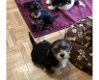 Schattige puppy's van Yorkshire Terrier - 2 - Thumbnail