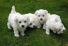 Mini Maltese puppy's klaar