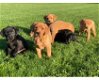 Klaar voor Golden Retriever-puppy's - 0 - Thumbnail