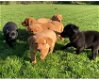 Klaar voor Golden Retriever-puppy's - 2 - Thumbnail