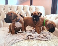 Boxerpuppy's te koop