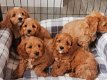 Cavapoo-puppy's te koop - 0 - Thumbnail