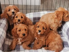 Cavapoo-puppy's te koop