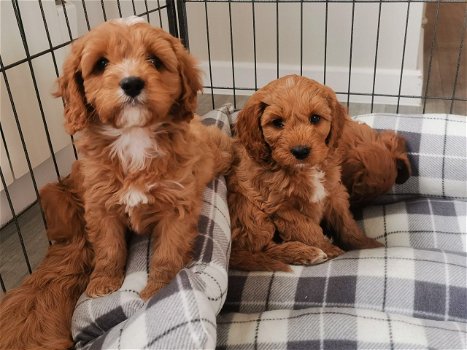 Cavapoo-puppy's te koop - 1