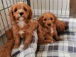 Cavapoo-puppy's te koop - 1 - Thumbnail