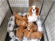 Cavapoo-puppy's te koop - 2 - Thumbnail