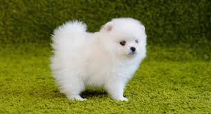 Akc Beautiful Purebred Pomeranian Puppies for sale - 0