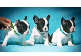Mooie Franse Bulldog-puppy's beschikbaar - 0