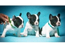 Mooie Franse Bulldog-puppy's beschikbaar