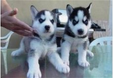 Mannelijke en vrouwelijke Siberische Husky-pups.