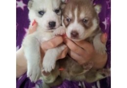 Charmante Siberische Husky-puppy's. - 0