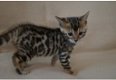 Mooie Bengal-kittens voor adoptie - 0 - Thumbnail