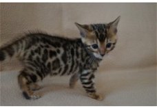  Mooie Bengal-kittens voor adoptie 