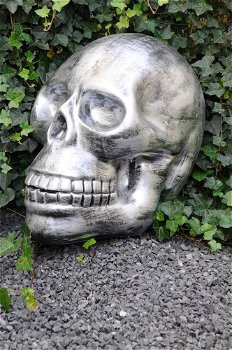 Zeer grote anatomische schedel-uit Polystein-schedel - 2