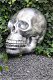 Zeer grote anatomische schedel-uit Polystein-schedel - 2 - Thumbnail
