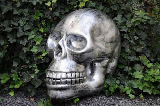 Zeer grote anatomische schedel-uit Polystein-schedel - 3
