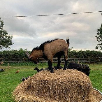 Dwerg Dairy Nigora kinderen - 2