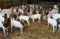 Britse boer geitendoe doeling oppas vrouw - 0 - Thumbnail
