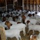 Britse boer geitendoe doeling oppas vrouw - 2 - Thumbnail
