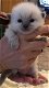 Mooie ragdoll kittens - 1 - Thumbnail