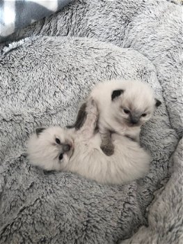 Mooie ragdoll kittens - 2