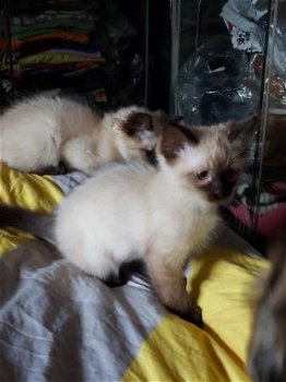 ragdoll kittens (puur) - 0