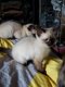 ragdoll kittens (puur) - 0 - Thumbnail